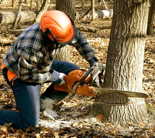 Tree Removal in Stony Creek, VA